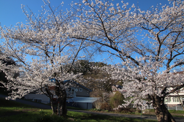 IMG_9335　R6.5.1　洞爺.JPG